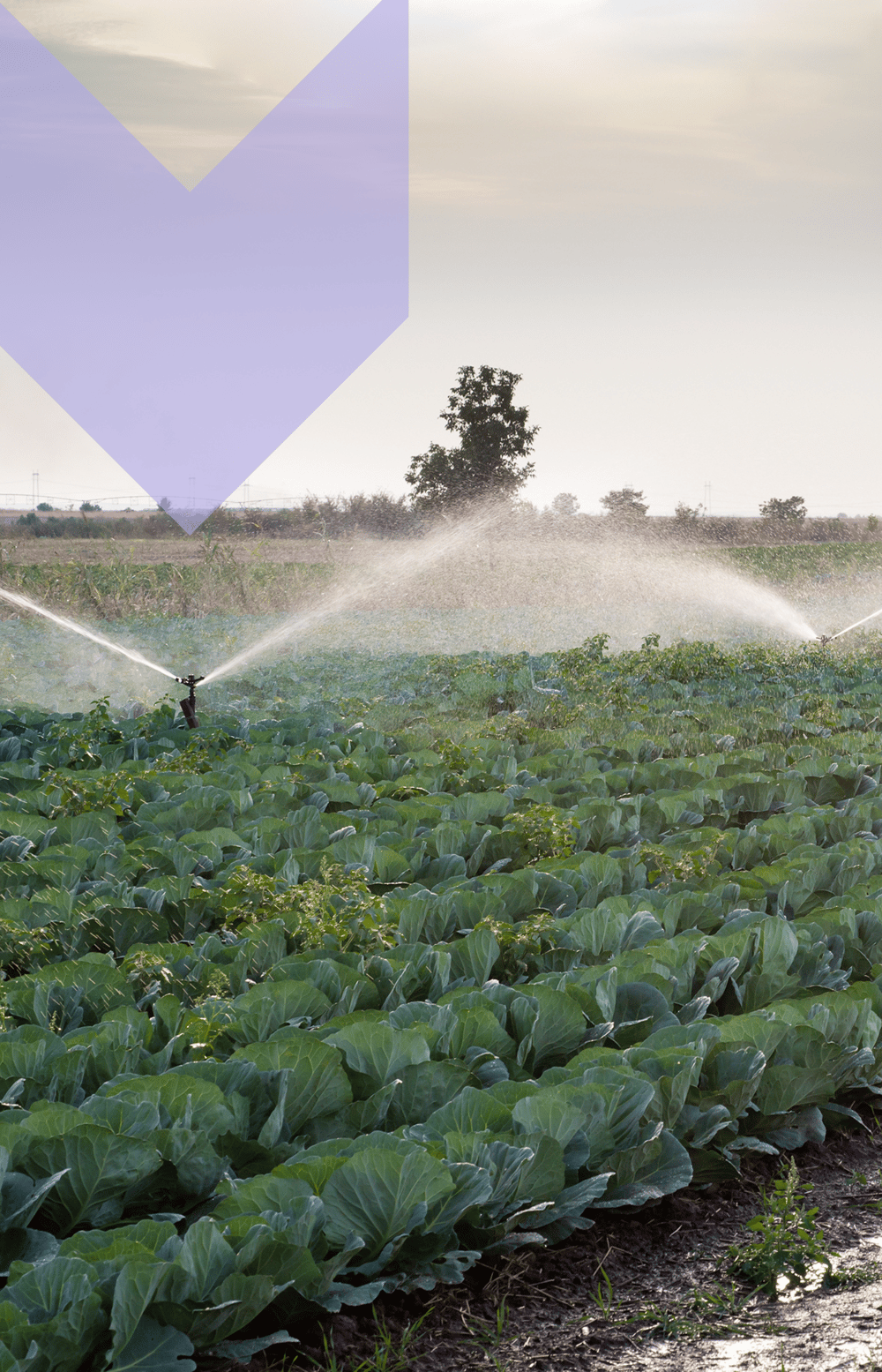 Purple_Agri_arrow